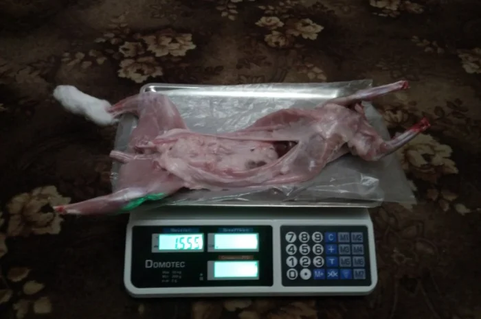 Продам м'ясо кролика. Кролятина. Тушка кролика- фото № 1