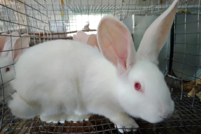 Продам м'ясо кролика. Кролятина. Тушка кролика- фото № 2