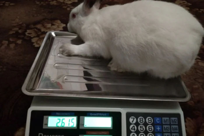 Продам м'ясо кролика. Кролятина. Тушка кролика- фото № 3