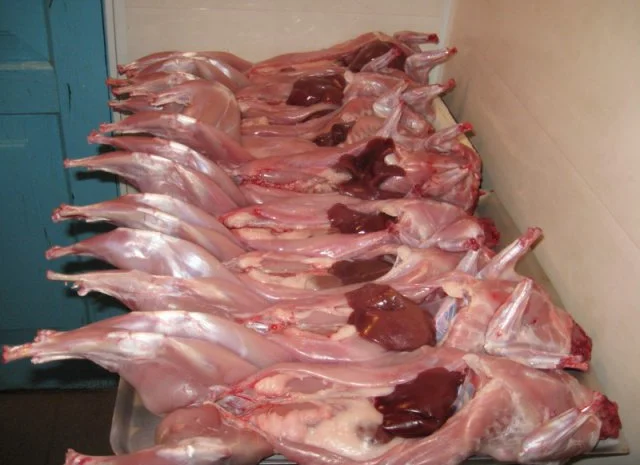 Ферма «М’ясо кролика термонці» – свіже завжди- фото № 1