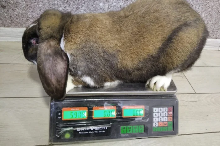 Продам м'ясо кролика – 180 грн/кг- фото № 2