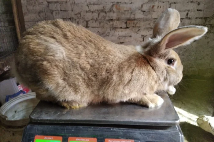 Продам м'ясо кролика – 180 грн/кг- фото № 3