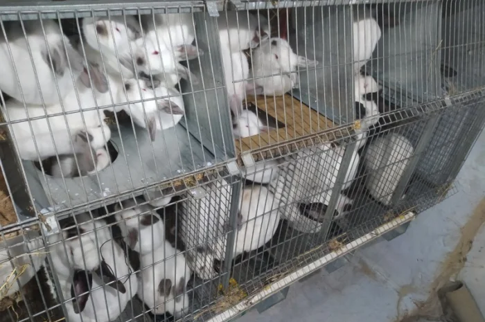 Продам м’ясо кролика породи Каліфорнія оптом (20 тушок)- фото № 1