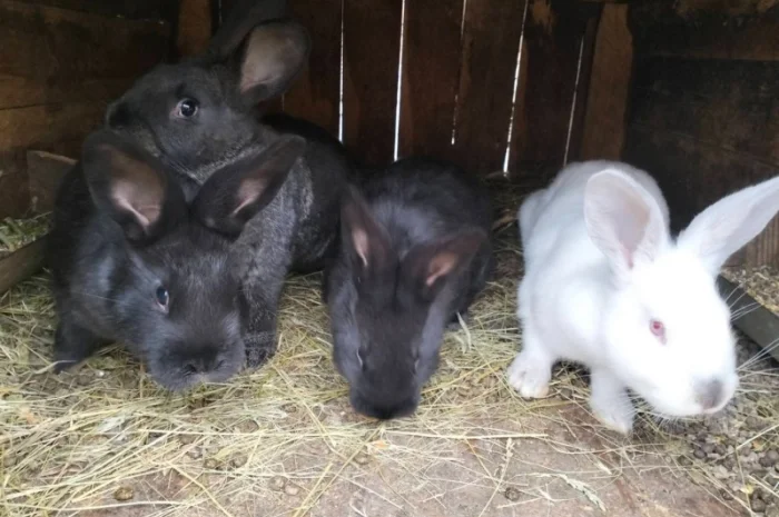 Продам кроликів, жива вага- фото № 1