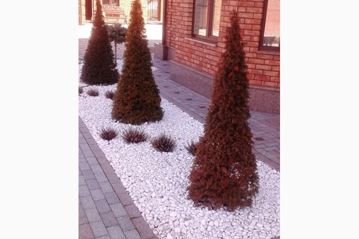 Пропонуються декоративні рослини від виробника- фото № 1