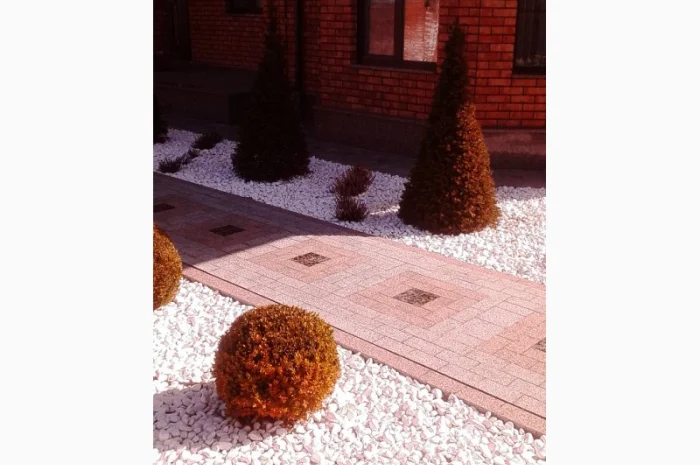 Пропонуються декоративні рослини від виробника- фото № 2