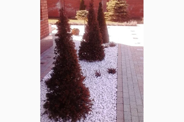 Пропонуються декоративні рослини від виробника- фото № 3