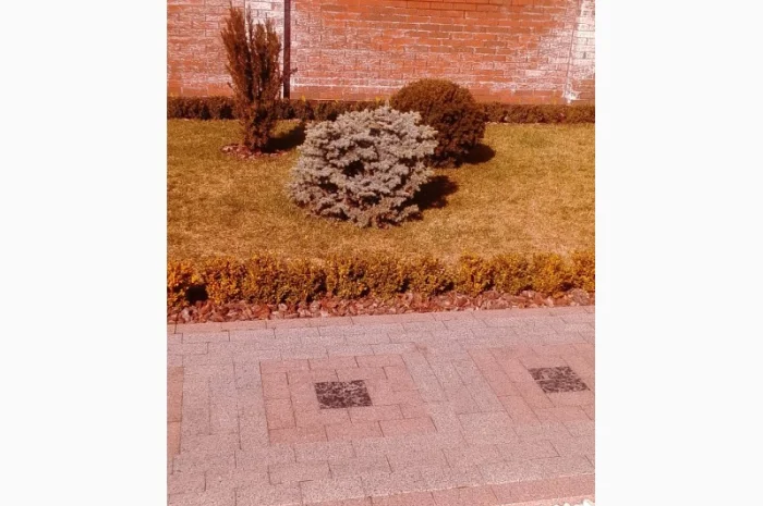 Пропонуються декоративні рослини від виробника- фото № 4