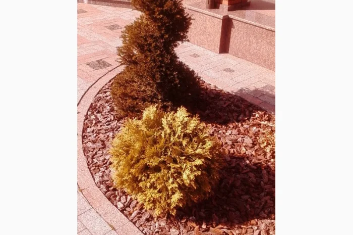 Пропонуються декоративні рослини від виробника- фото № 6