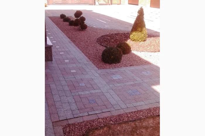 Пропонуються декоративні рослини від виробника- фото № 7