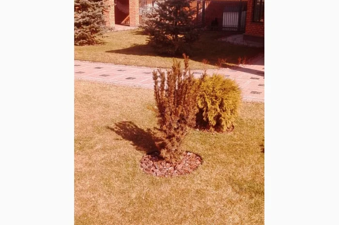 Пропонуються декоративні рослини від виробника- фото № 8