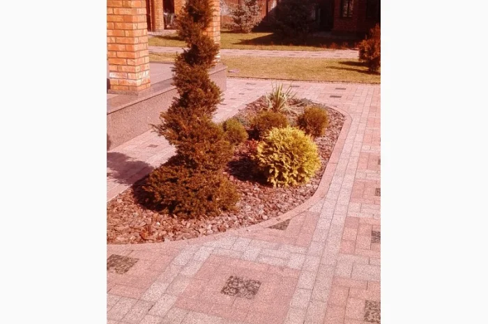 Пропонуються декоративні рослини від виробника- фото № 9