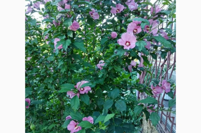 Саженцы Гибискуса сирийского- фото № 1