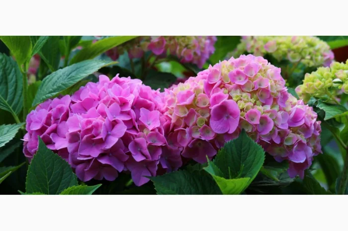 Сортові саженці гортензій за вигідною ціною- фото № 4