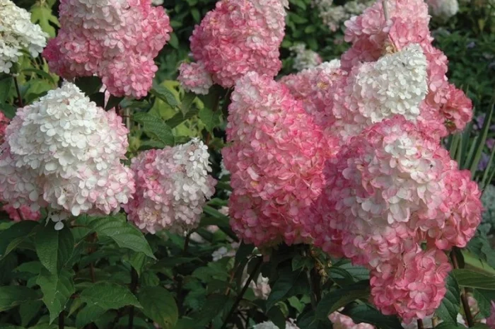 Сортові саженці гортензій за вигідною ціною- фото № 2