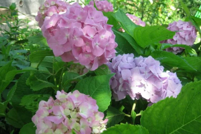 Сортові саженці гортензій за вигідною ціною- фото № 5