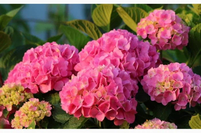 Сортові саженці гортензій за вигідною ціною- фото № 6