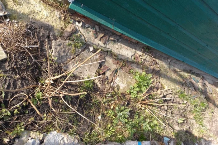 Сортові саженці гортензій за вигідною ціною- фото № 7