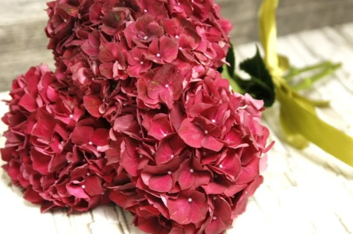 Сортові саженці гортензій за вигідною ціною- фото № 8