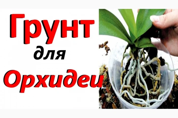 Кора соснова для орхідей та декоративних рослин- фото № 1