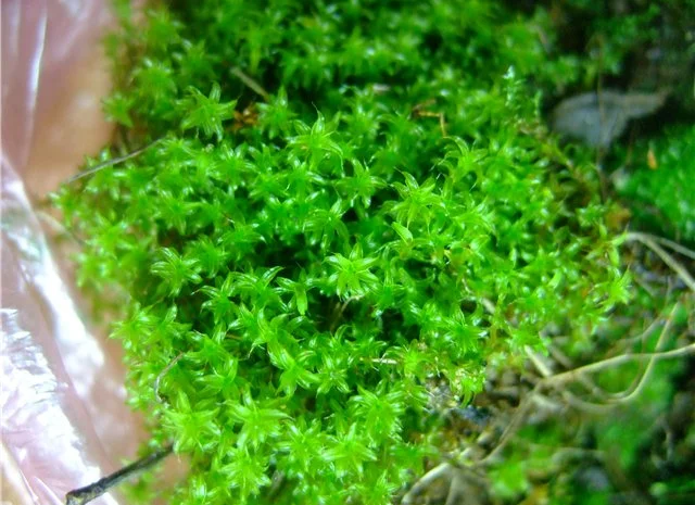 Кора соснова для орхідей та декоративних рослин- фото № 5