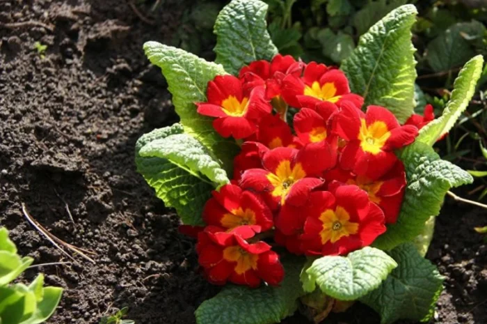 Примула сортова за доступною ціною- фото № 1