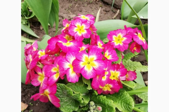 Примула сортова за доступною ціною- фото № 2