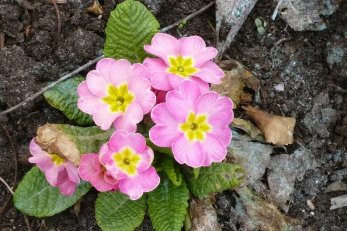 Примула сортова за доступною ціною- фото № 11