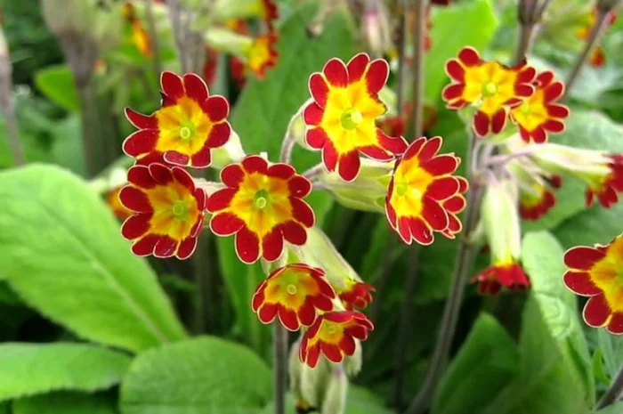 Примула сортова за доступною ціною- фото № 10