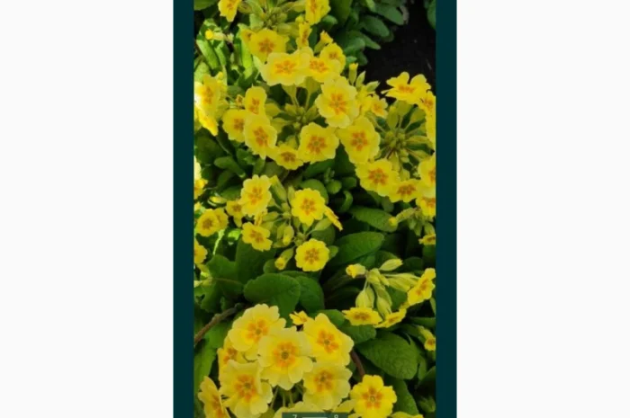 Примула сортова за доступною ціною- фото № 9