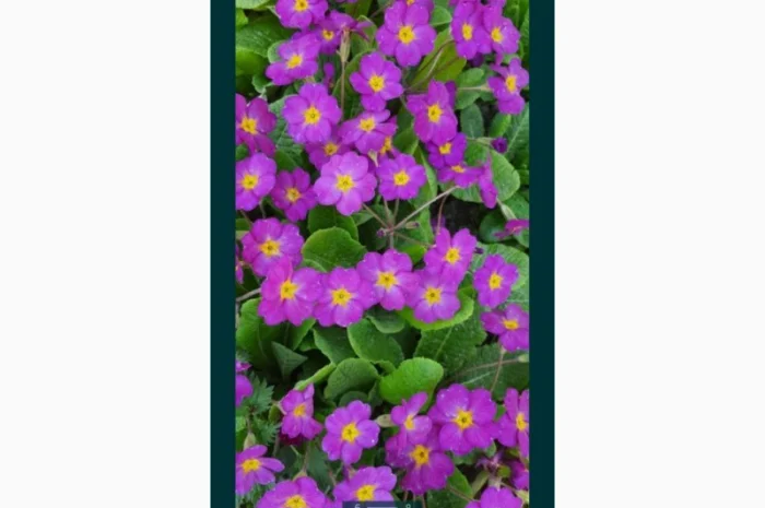 Примула сортова за доступною ціною- фото № 8