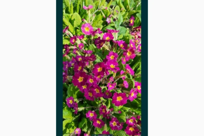 Примула сортова за доступною ціною- фото № 7