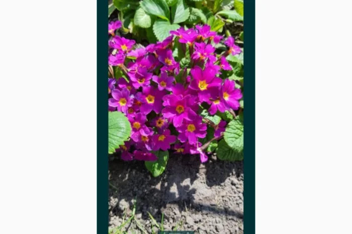 Примула сортова за доступною ціною- фото № 6