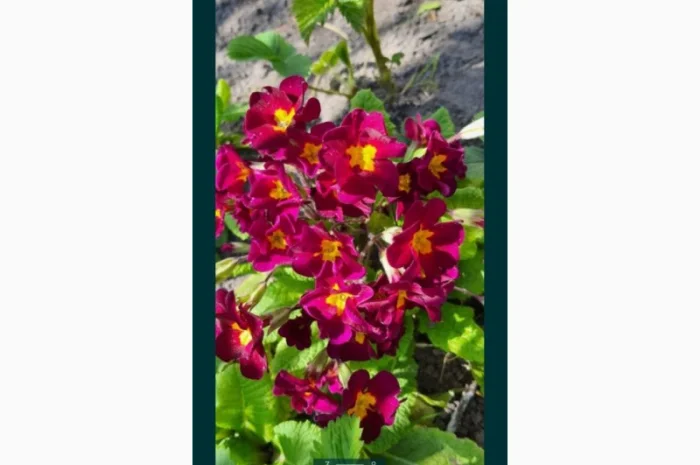 Примула сортова за доступною ціною- фото № 5