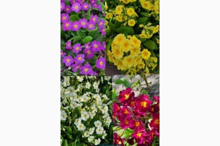 Примула сортова за доступною ціною- фото № 4