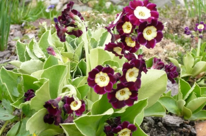 Примула сортова за доступною ціною- фото № 20