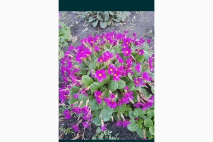 Примула сортова за доступною ціною- фото № 3