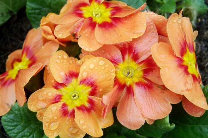 Примула сортова за доступною ціною- фото № 19