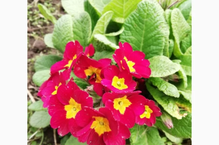 Примула сортова за доступною ціною- фото № 16