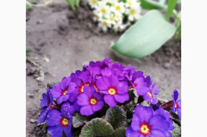 Примула сортова за доступною ціною- фото № 15