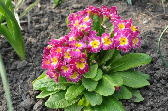 Примула сортова за доступною ціною- фото № 14