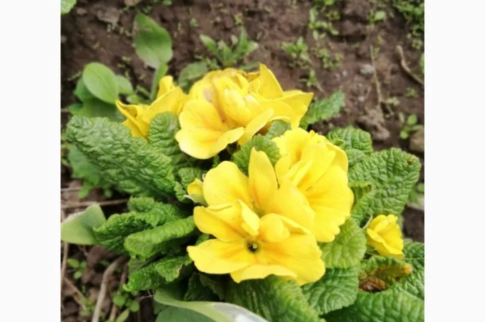 Примула сортова за доступною ціною- фото № 13