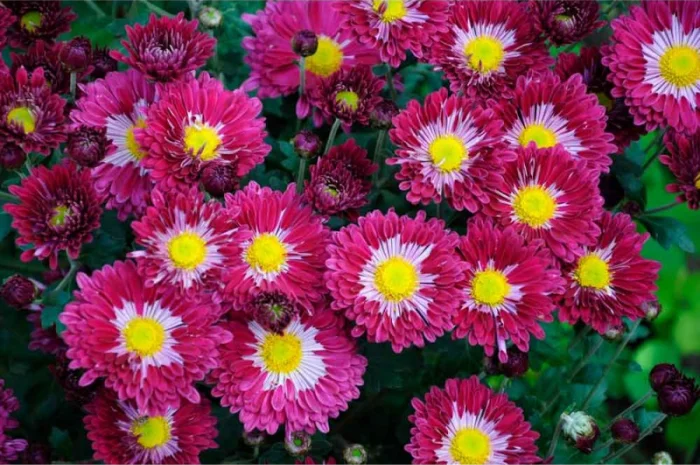 Маточник хризантемы крупноцветковой недорого- фото № 16