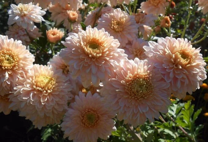 Маточник хризантемы крупноцветковой недорого- фото № 7