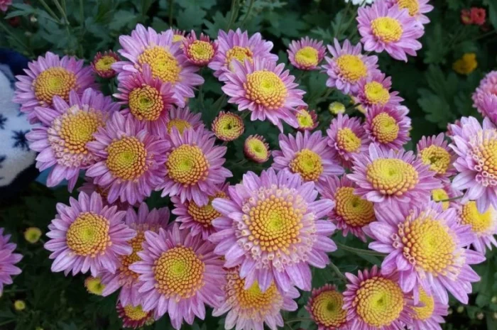 Маточник хризантемы крупноцветковой недорого- фото № 15