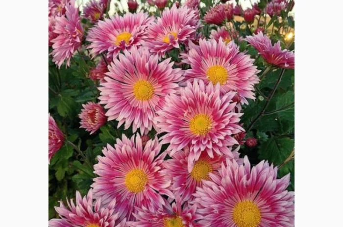 Маточник хризантемы крупноцветковой недорого- фото № 1