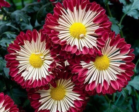 Маточник хризантемы крупноцветковой недорого- фото № 20