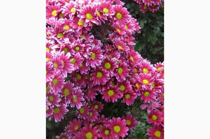 Маточник хризантемы крупноцветковой недорого- фото № 18