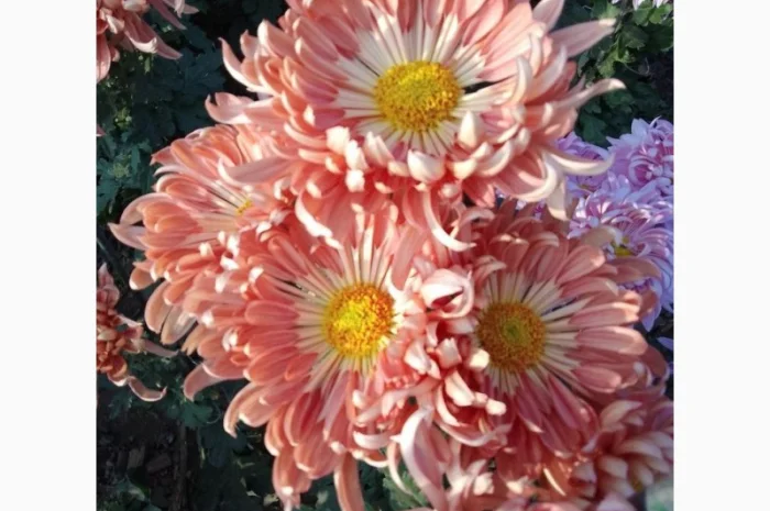 Маточник хризантемы крупноцветковой недорого- фото № 17