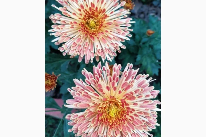Маточник хризантемы крупноцветковой недорого- фото № 14